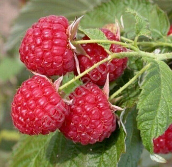 Малина ремонтантная Осенняя Красавица