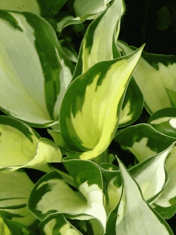 Хоста Morning Light