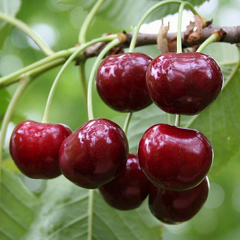 Черешня Ипуть