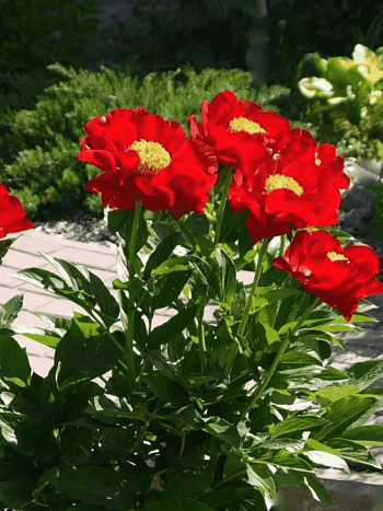 Пион Молочноцветковый Mackinac Grand