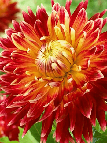 Георгина Akita