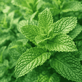 Мята колосистая Casablanca