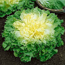 Эндивий Весенний