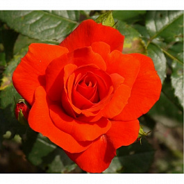 Роза флорибунда Чин Чин