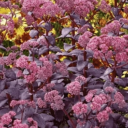 Очиток  telephium Cherry Truffle