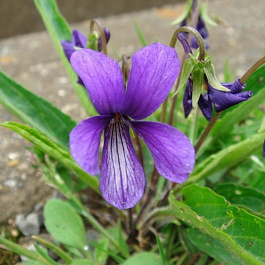 Фиалка Маньчжурская