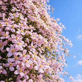 Клематис  Elizabeth