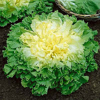 Эндивий Весенний