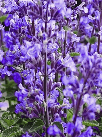 Котовник Фассена Grol