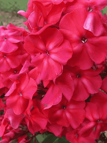 Флокс метельчатый Амазонка