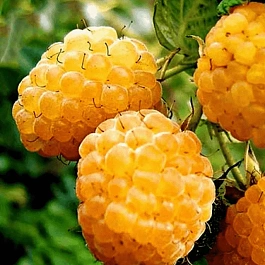 Малина ремонтантная Желтый Пингвин