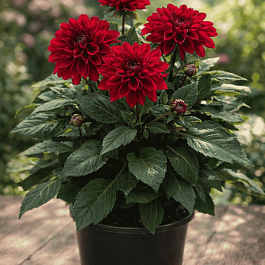 Георгин Dahlietta Select Patty