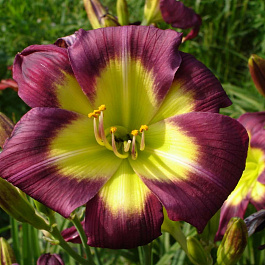 Лилейник гибридный Найт Бекон