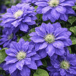 Клематис Beauty of Worcester