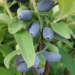 Жимолость съедобная Камчадалка