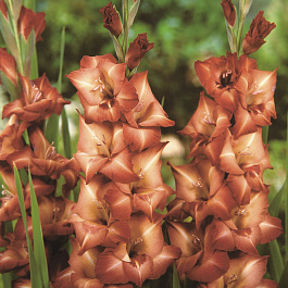 Гладиолус крупноцветковый Антика