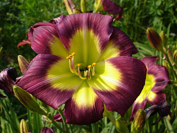 Лилейник гибридный Найт Бекон