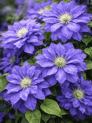 Клематис Beauty of Worcester