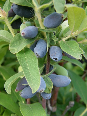 Жимолость съедобная Камчадалка