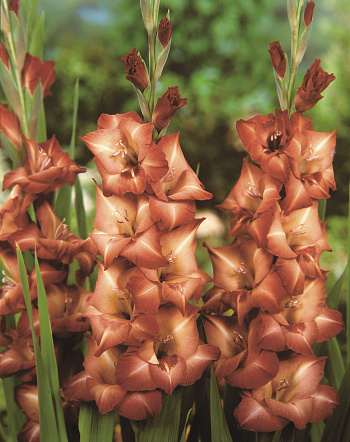 Гладиолус крупноцветковый Антика