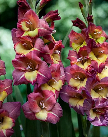 Гладиолус Бамбино Брешиа