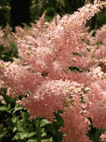 Астильба японская Peach Blossom