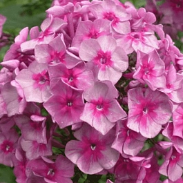 Флокс метельчатый Дымчатое суфле