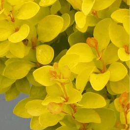 Барбарис Тунберга Yellow Bird