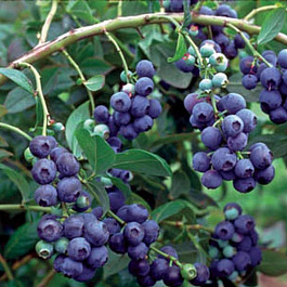 Голубика высокорослая Блюголд