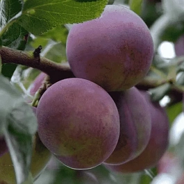 Слива домашняя Болховчанка