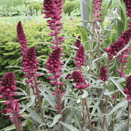 Вербейник темно-пурпурный Beaujolais