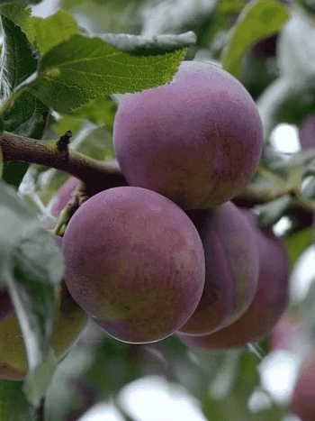 Слива домашняя Болховчанка