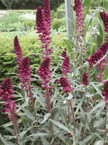 Вербейник темно-пурпурный Beaujolais