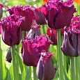 Тюльпан Gorilla