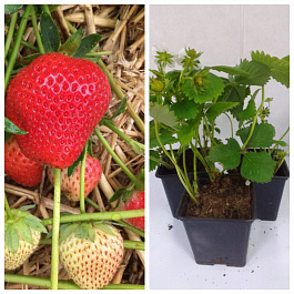 Земляника садовая Моллинг Алюр НАБОР 3ШТ