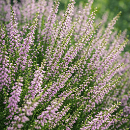 Вереск обыкновенный Hollandia