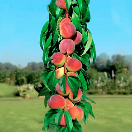 Персик колонновидный Золотой Триумф Персик колонновидный Золотой Триумф