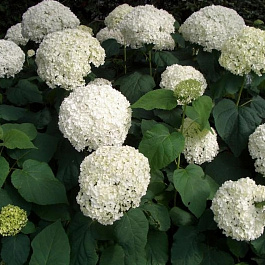 Гортензия древовидная Анабель Гортензия древовидная Анабель