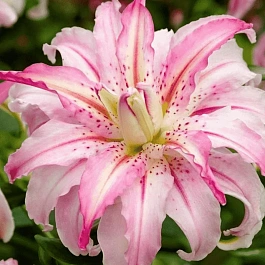 Лилия Broken Heart (Lotus Elegance)