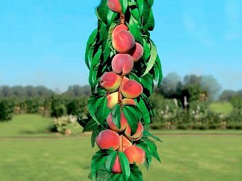 Персик колонновидный Золотой Триумф