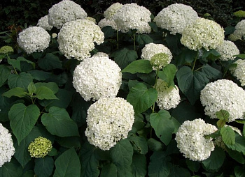 Гортензия древовидная Анабель