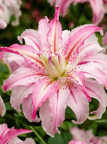 Лилия Broken Heart (Lotus Elegance)