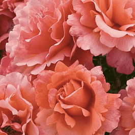 Роза Флорибунда Easy Does It