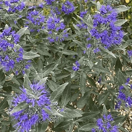 Кариоптерис кландоненсис Heavenly Blue