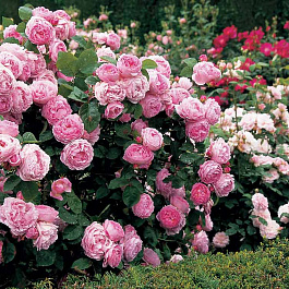 Роза спрей Мон Амур