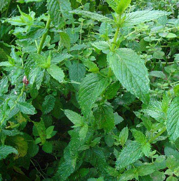 Мята перечная Пфефферминце