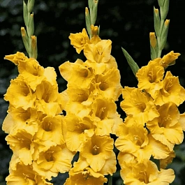 Гладиолус Jacksonville Gold