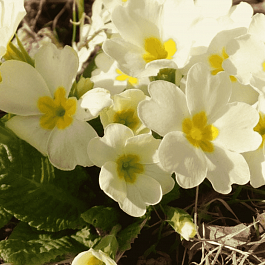 Примула бесстебельная Сrescendo Pure White