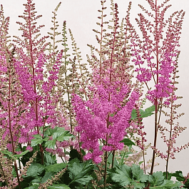 Астильба гибридная Mighty Phill