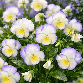 Виола рогатая Etain